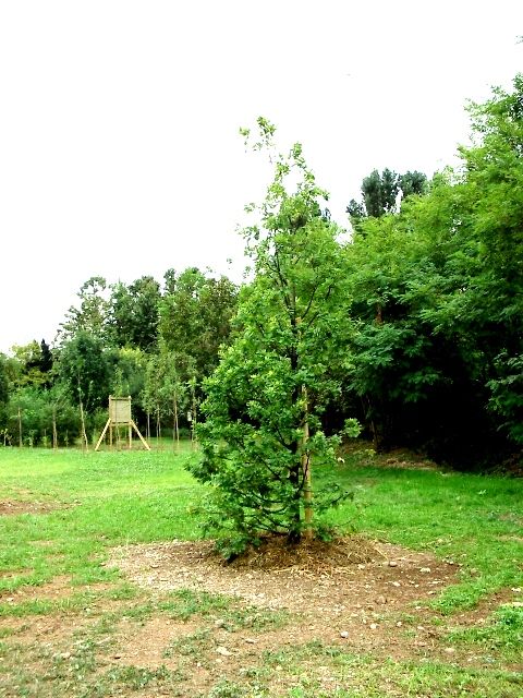 Quercia RIGONI STERN.JPG